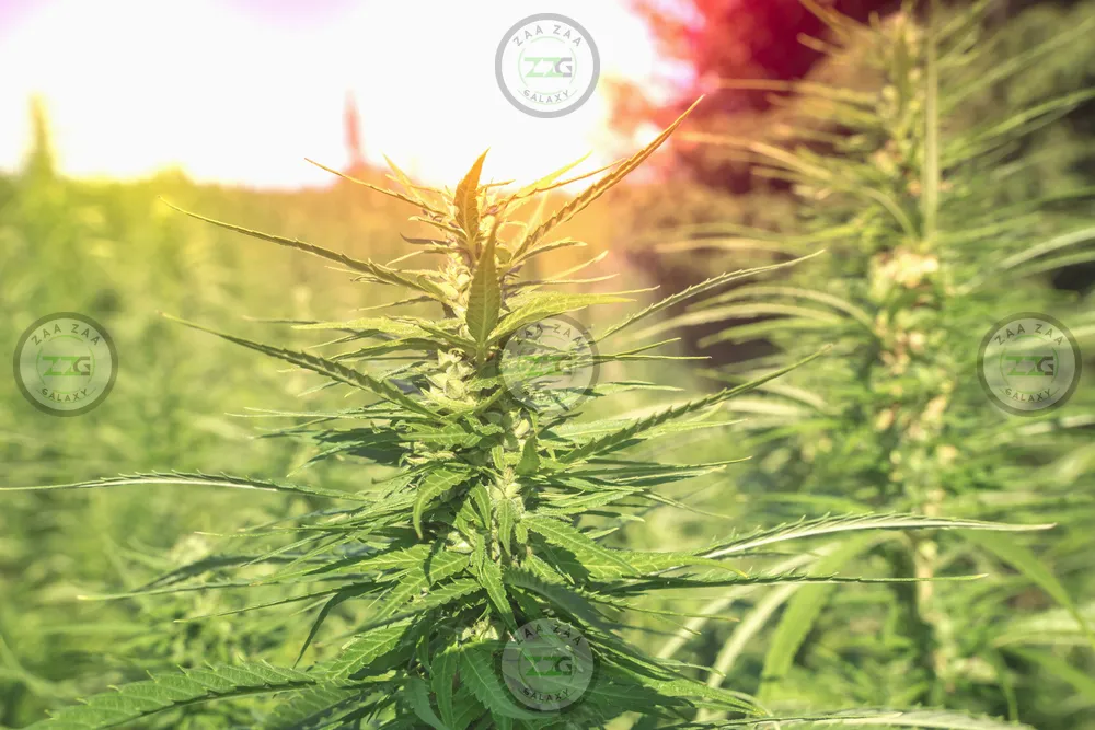 GG4 Cannabis in DC