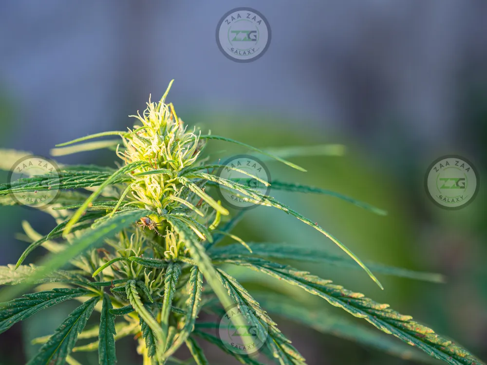 Galactic Gumbo Cannabis in DC