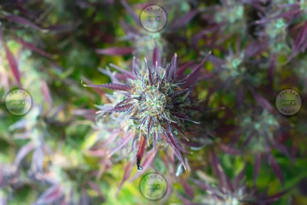 Haymaker Cannabis in DC