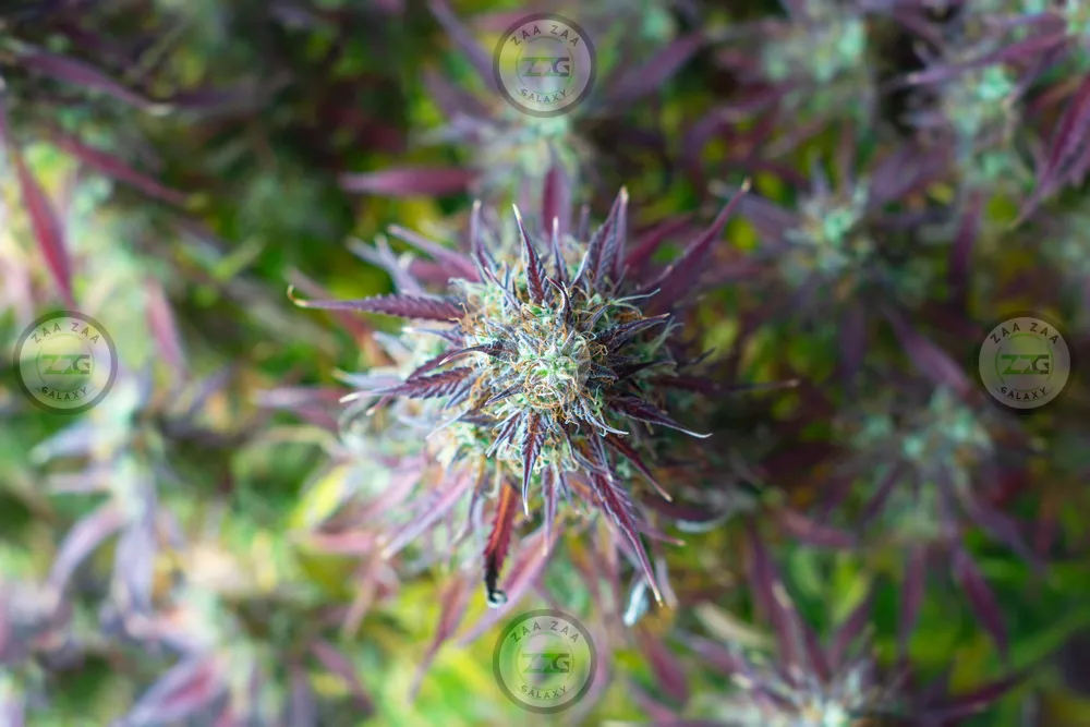 Haymaker Cannabis in DC