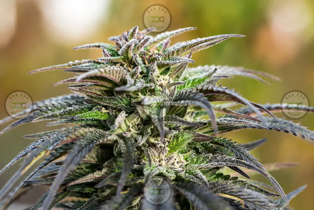 NY Menage Cannabis in DC