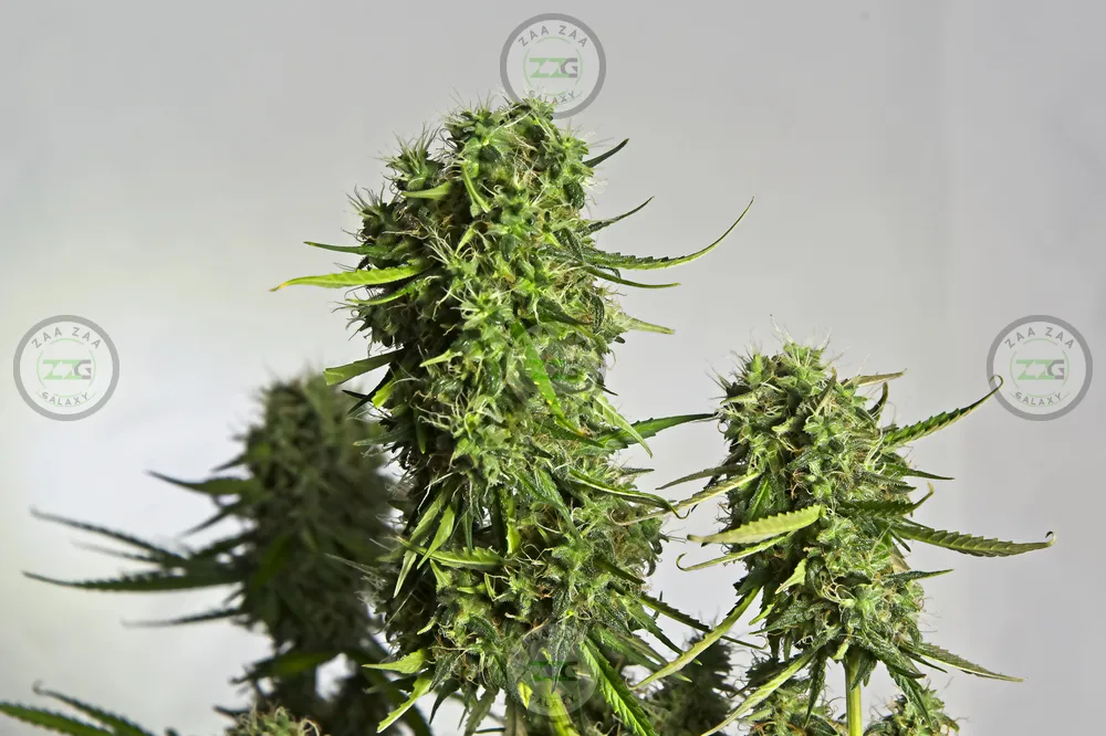 Perfect Triangle Cannabis in DC