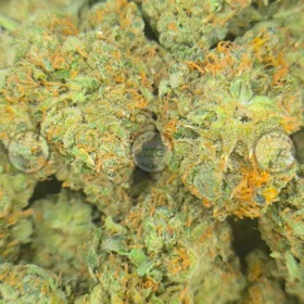 BLUE DREAM Cannabis