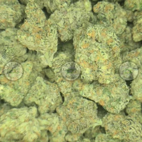 FRENCH LOTUS #16 weed strain