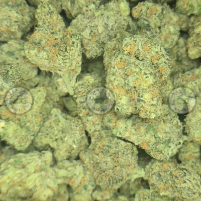 FRENCH LOTUS #16 weed strain