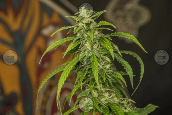 French Lotus Cannabis in DC