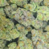 HAWAIIAN PUNCH Cannabis Strain