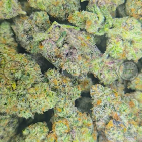 HAWAIIAN PUNCH Cannabis Strain