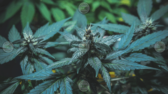 Heir Heads Cannabis in DC