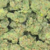 Pink Lemonade weed strain