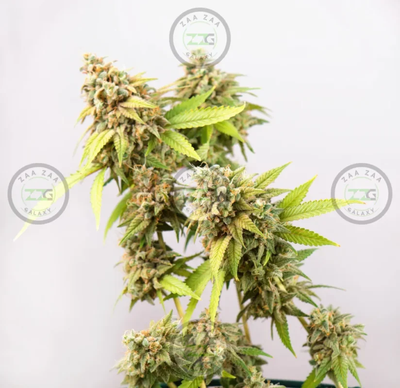 Purple Reign Cannabis in DC