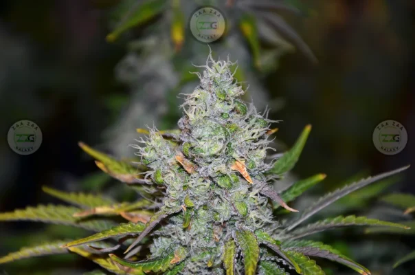 Purple Zkittlez Cannabis in DC