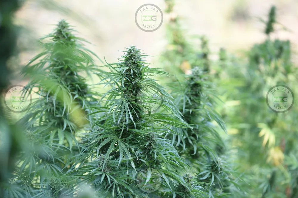 Rainbow Beltz Cannabis in DC