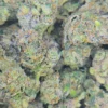 Shangri-La Cannabis Strain