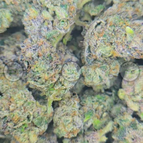 Shangri-La Cannabis Strain