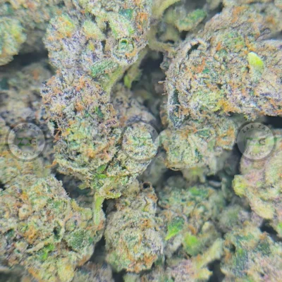 Shangri-La Cannabis Strain