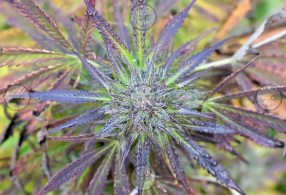 Swiss Watch Cannabis in DC