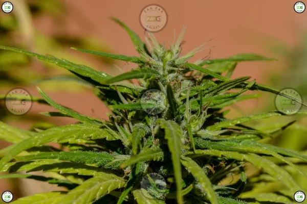 Banana Cream Cake Cannabis in DC