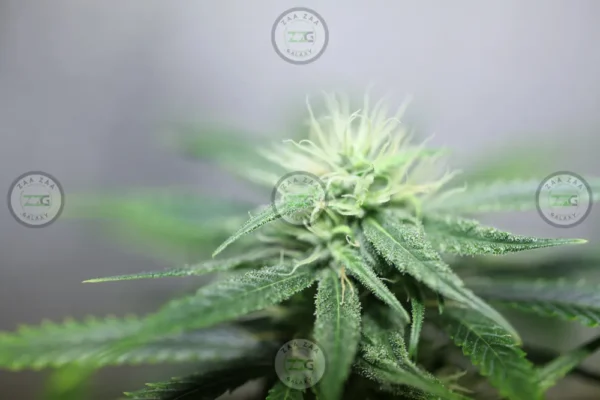 Cherry Avalanche Cannabis in DC