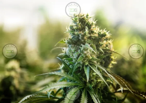 Ether Cannabis in DC