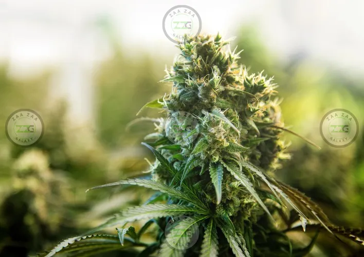 Ether Cannabis in DC