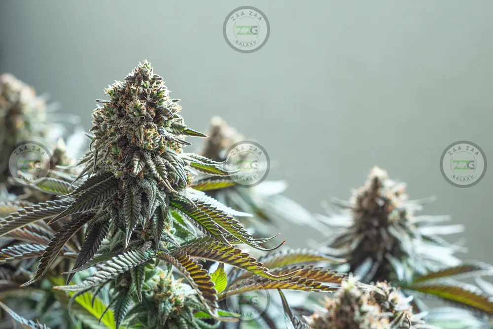 Falcon 9 Cannabis in DC