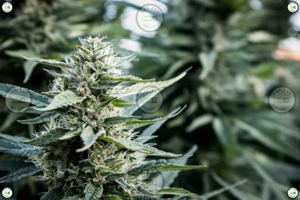 Point Breeze Cannabis in DC