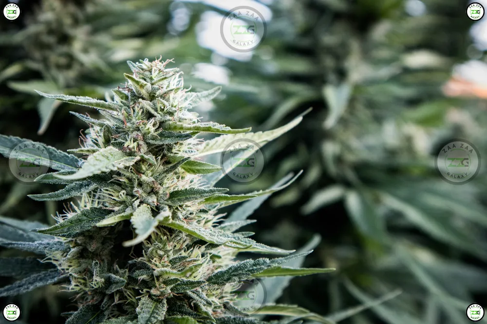 Point Breeze Cannabis in DC