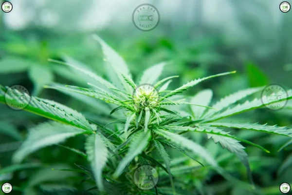 Supernatural Ice Cannabis in DC