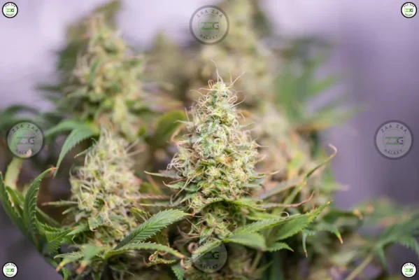 White Himalayan Cannabis in DC