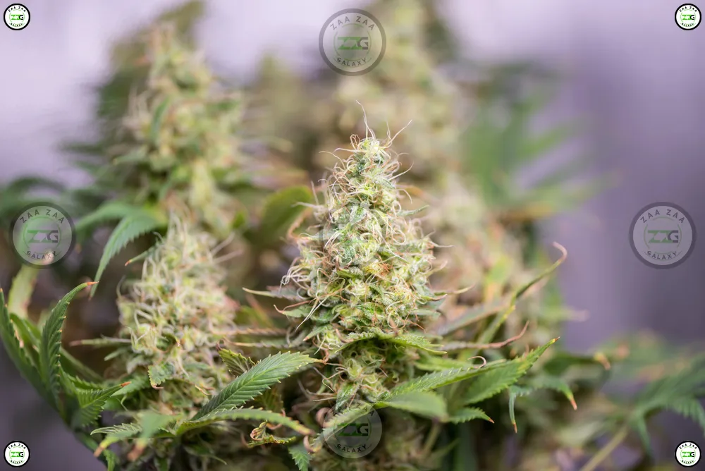 White Himalayan Cannabis in DC