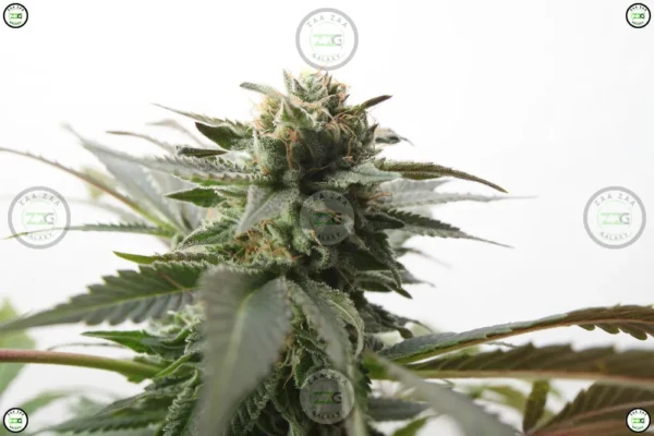 41 Flavors Cannabis in DC