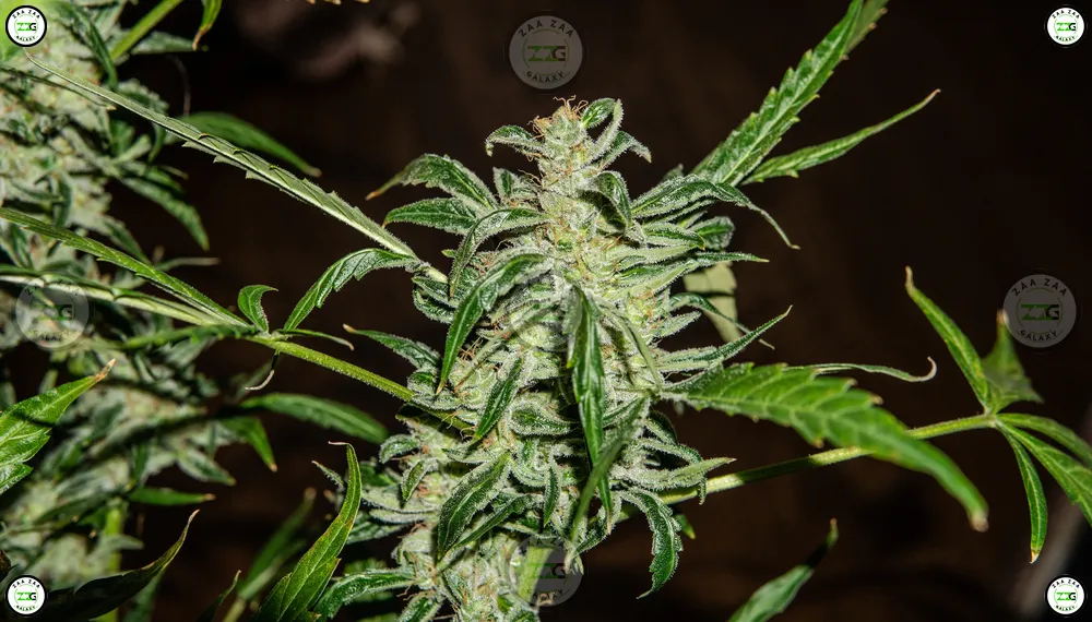 Triple Diesel Cannabis in DC