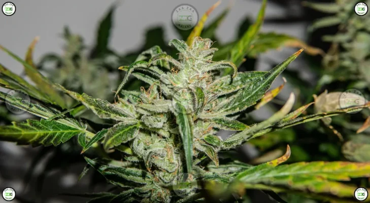 Ice Cream Cake Cannabis in DC