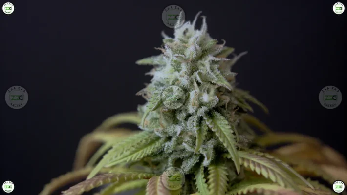 Laughing Buddha Cannabis in DC