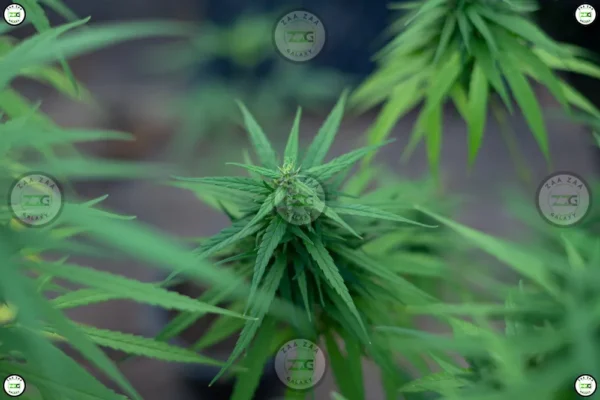 Plum Popperz Cannabis in DC