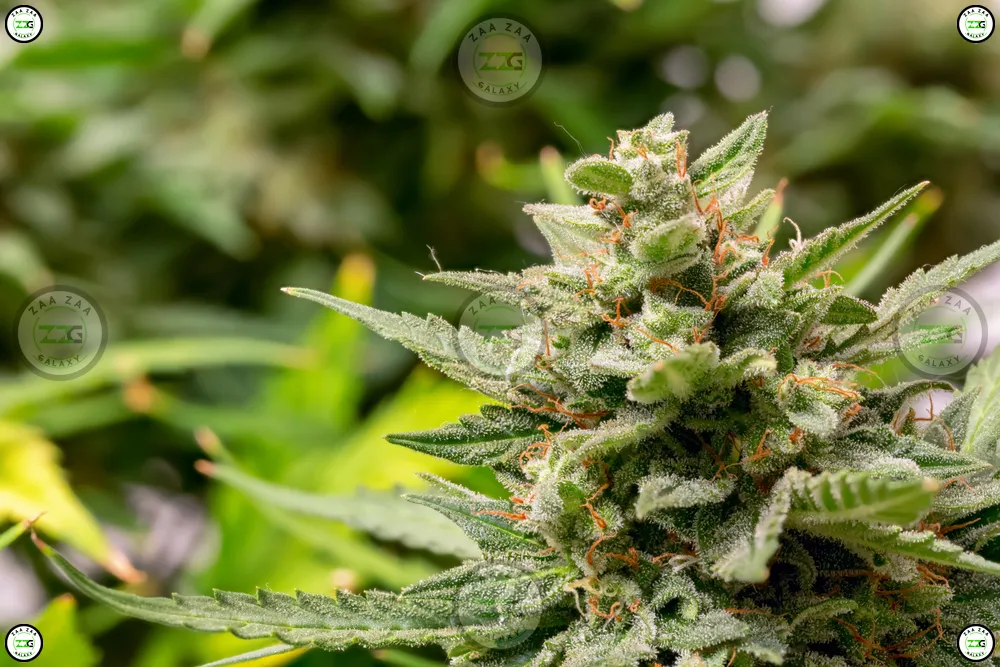 Quattro Leches Cannabis in DC