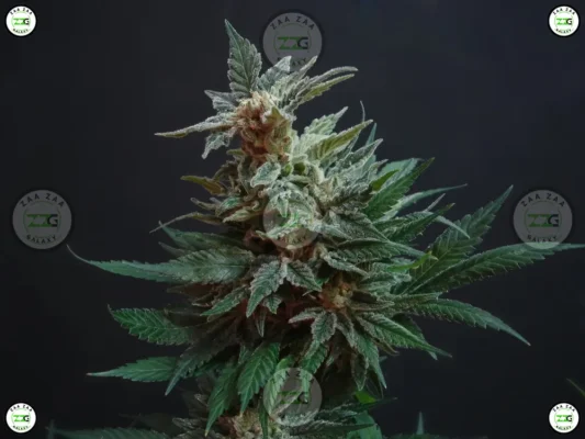 Sweet Thang Cannabis in DC