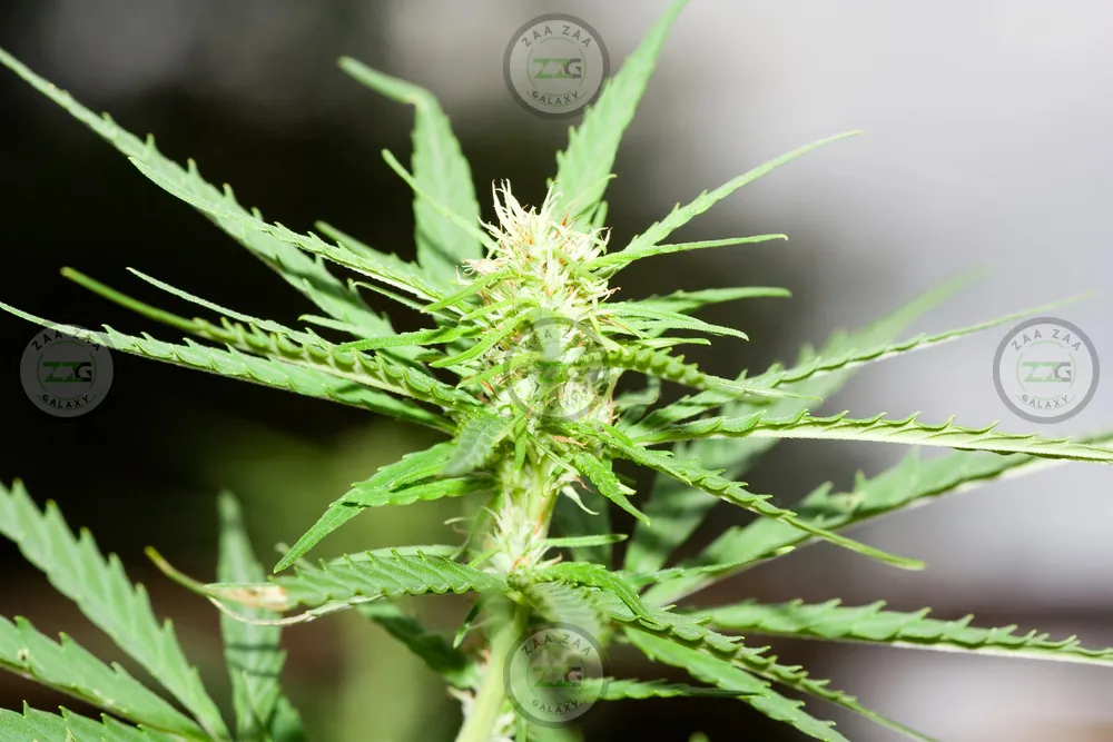 Violet Sky Cannabis in DC