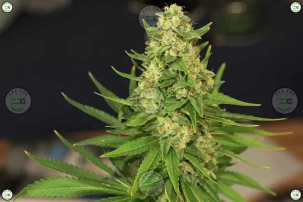 Astro Candy Cannabis in DC