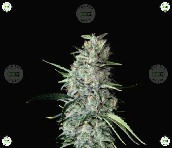 Dank Inferno Cannabis in DC