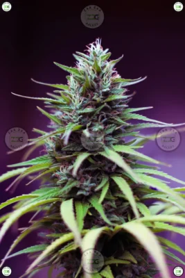 Space Rocks Cannabis in DC