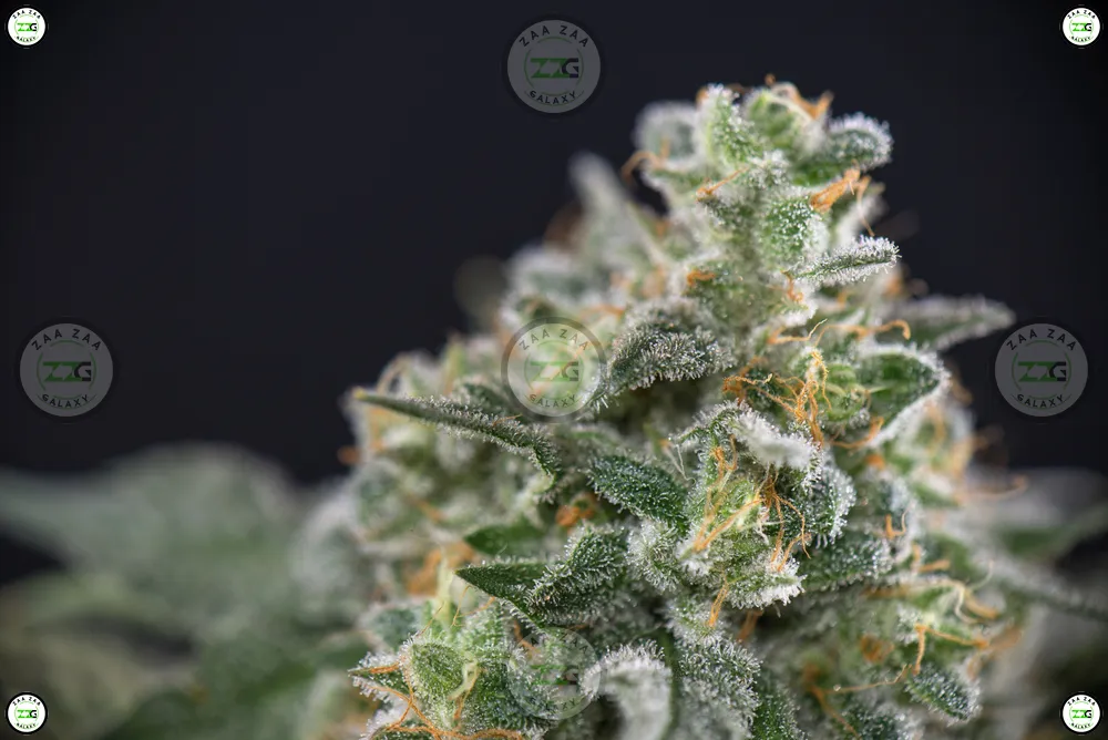 Gumbtrone Cannabis in DC