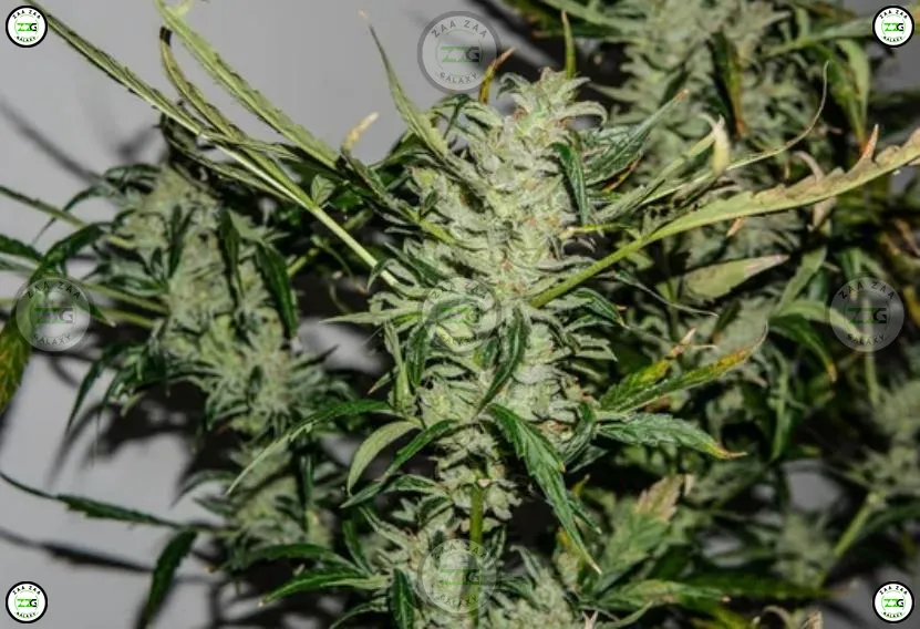 Monster Cookies Cannabis in DC