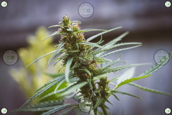 Soulshine Aloha Cannabis in DC