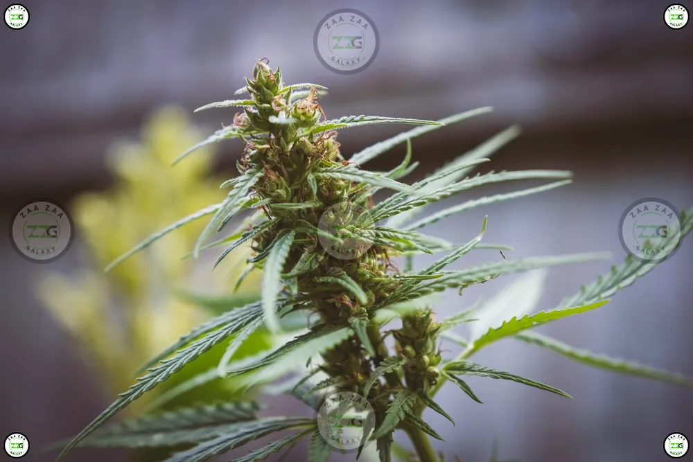 Soulshine Aloha Cannabis in DC