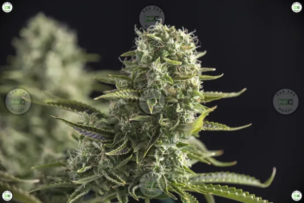 Vanilla Waferz Cannabis in DC