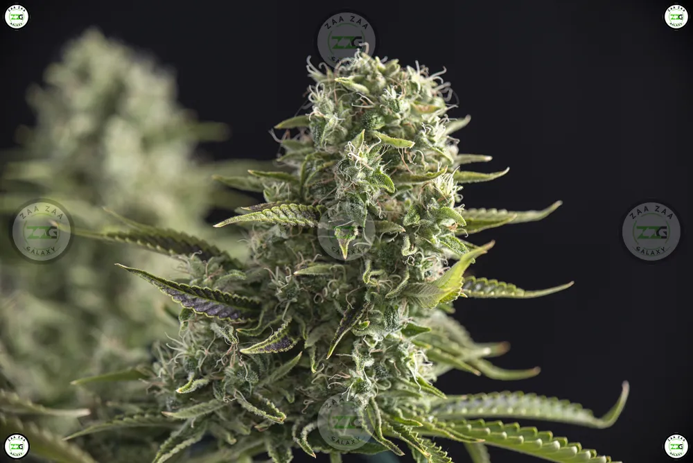 Vanilla Waferz Cannabis in DC
