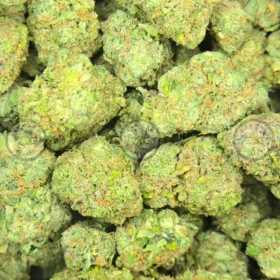 Zkittlez CANNABIS STRAIN