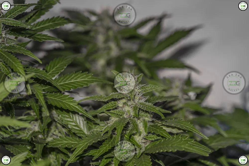 Zkittlez Cannabis in DC